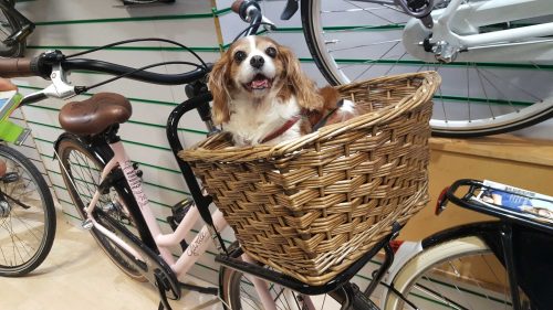3 handige manieren om je hond mee te nemen op de fiets