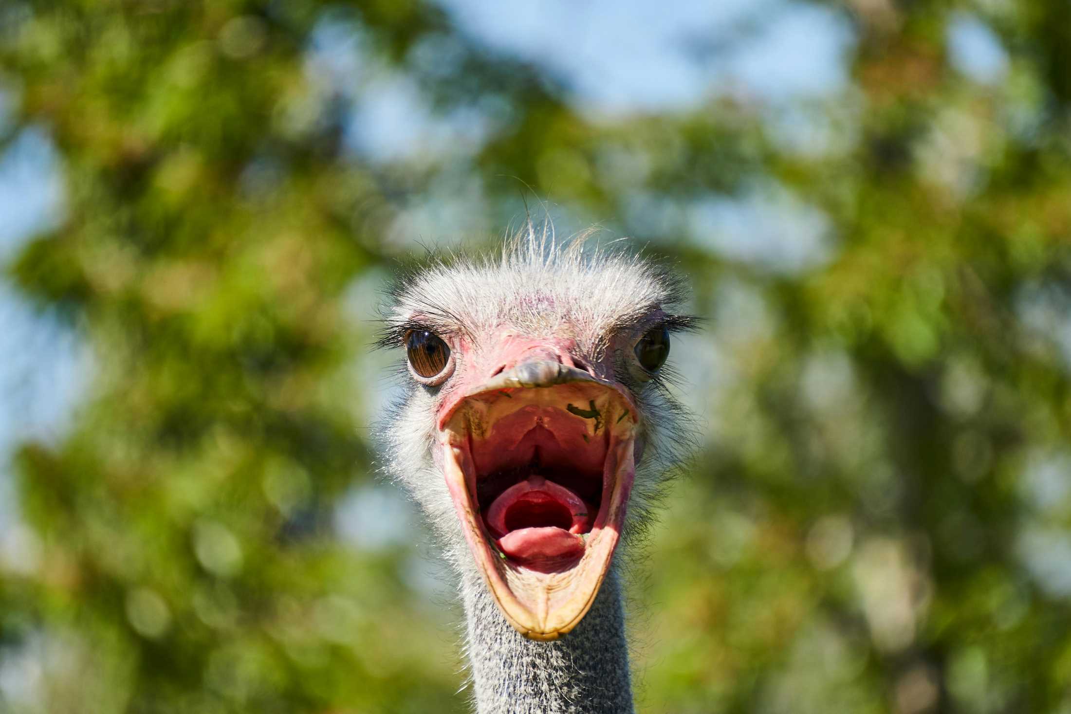 Struisvogelnest Lier kinderboerderij