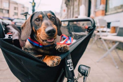 Sir Jerom, de beroemdste hond van Antwerpen, test 3 elektrische bakfietsen [fotoreportage]